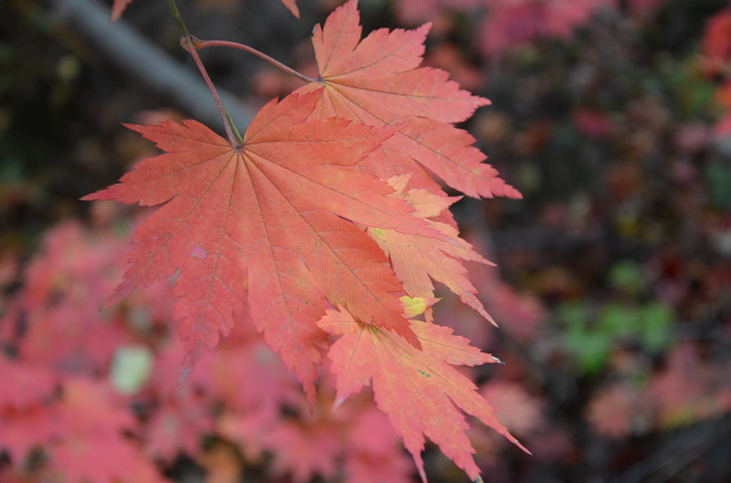 DSC_0323.jpg