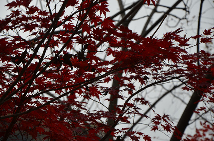 DSC_0291.jpg