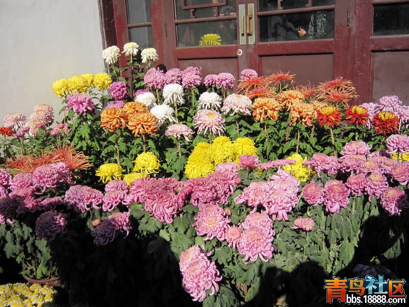照片 447.jpg