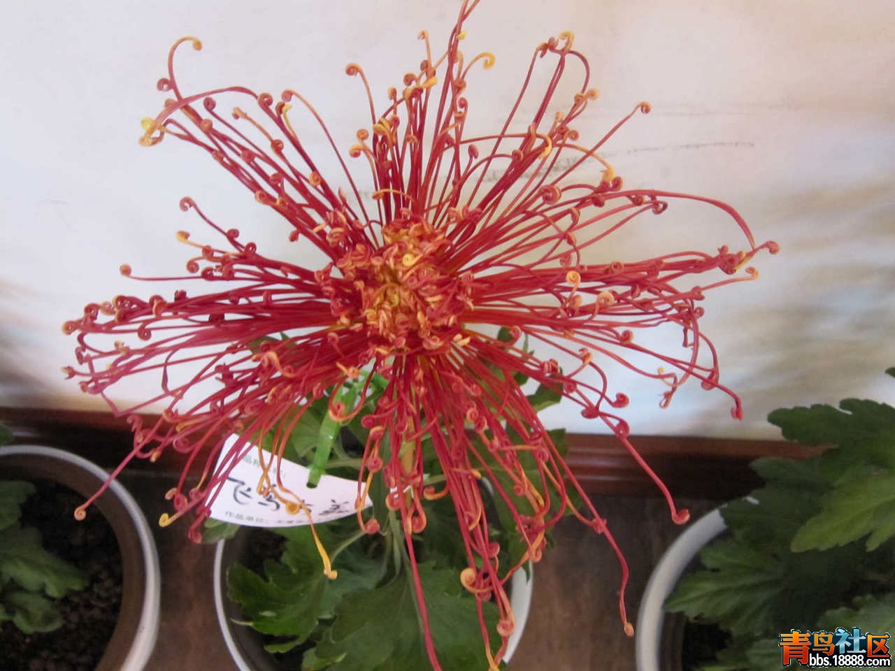 照片 411.jpg