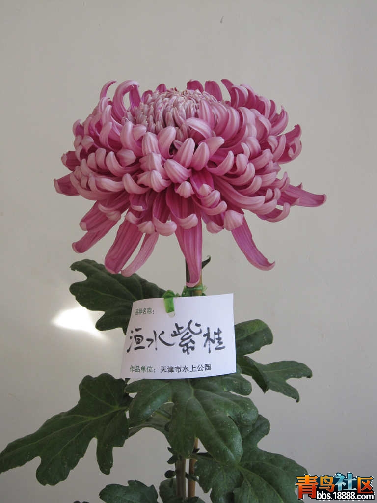 照片 467.jpg