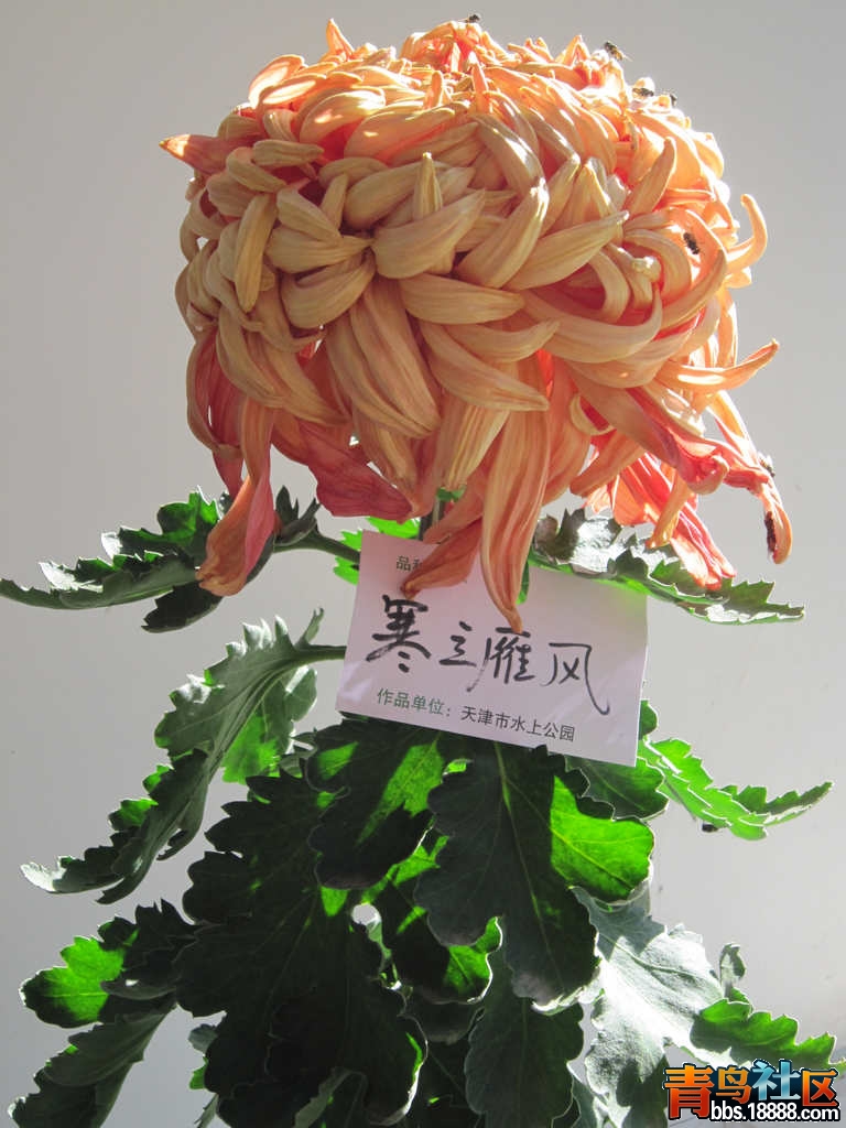 照片 469.jpg