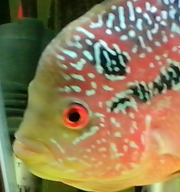 罗汉2.jpg