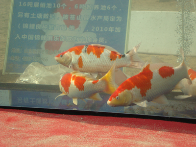 DSC03476.jpg