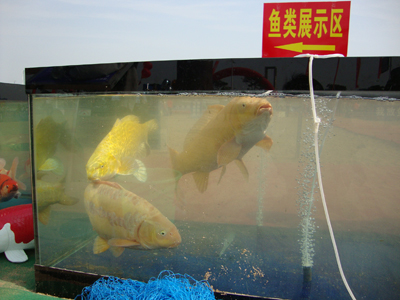 DSC03410.jpg