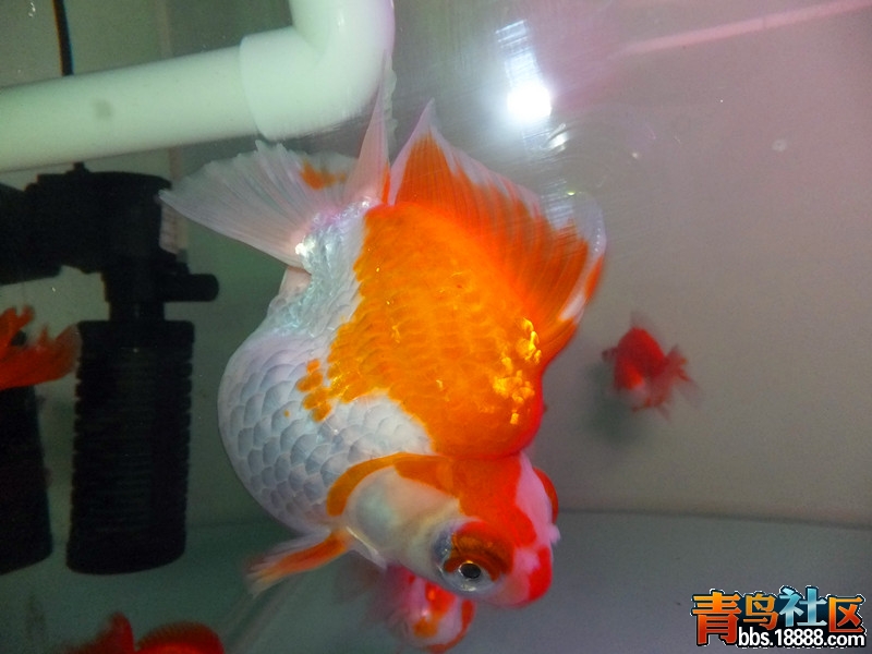 DSCF3381_副本.jpg