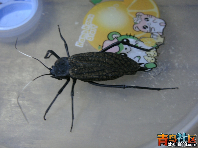 罗根扩胸蟋1.jpg