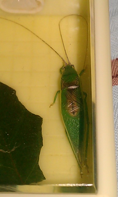 124_2012102714254600_IMAG0649.jpg