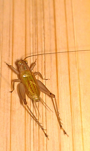 111_2012102114042600_IMAG0636.jpg