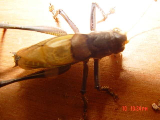 DSC03089.JPG