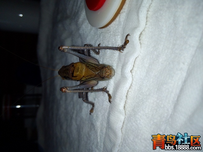 蝈蝈A6.jpg