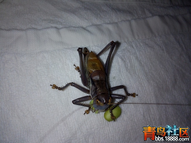 蝈蝈A1.jpg