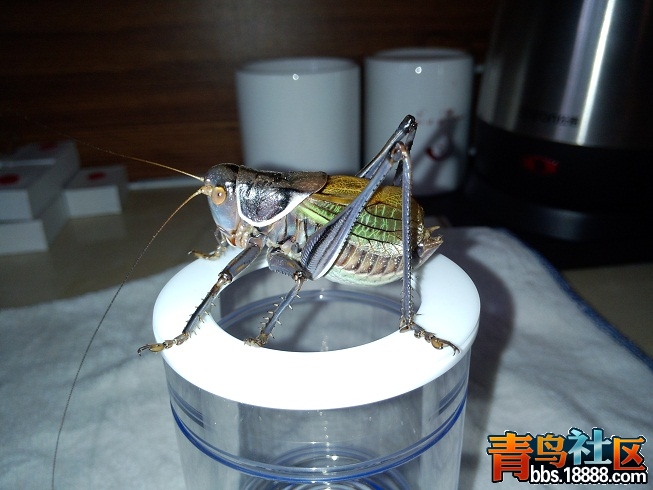 蝈蝈B2.jpg