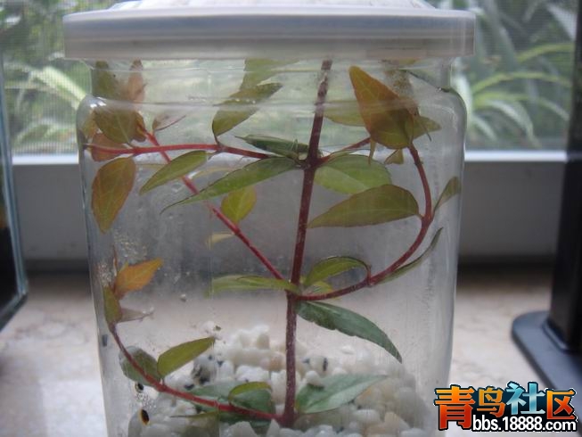 调整大小 DSC01492.JPG