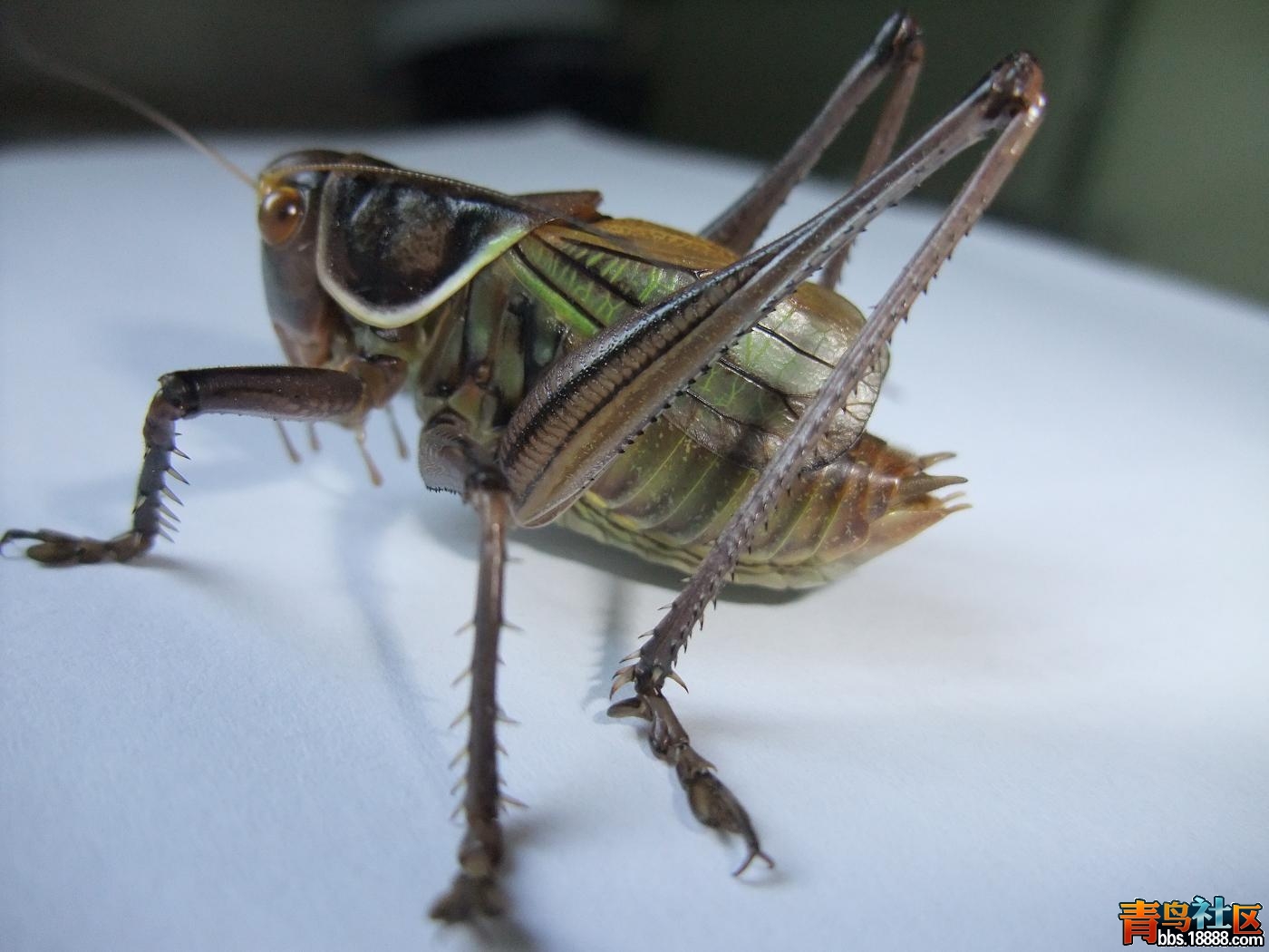 DSCF1659.JPG