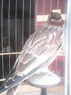 IMG0016A.jpg