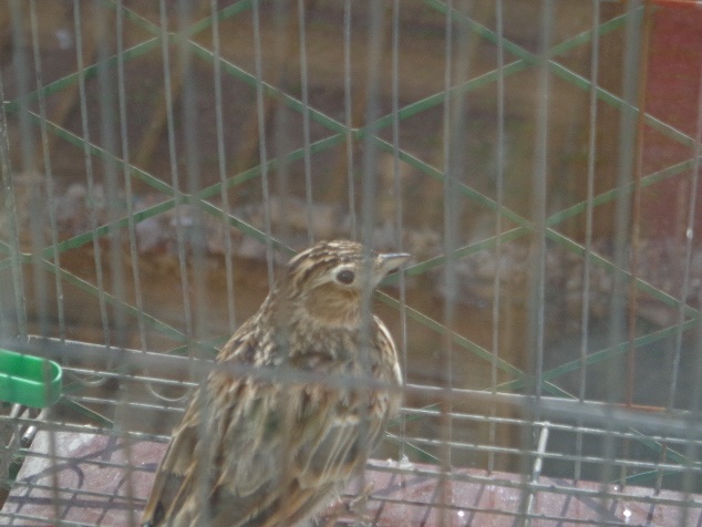 DSC00186.JPG