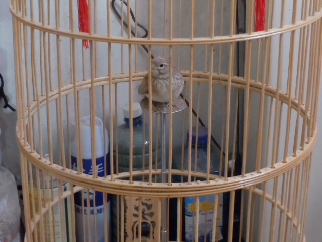 DSCN2906.JPG