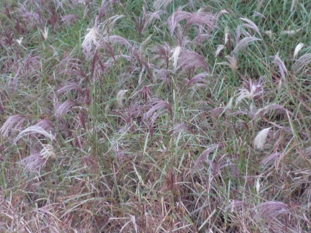 DSCN2632.JPG