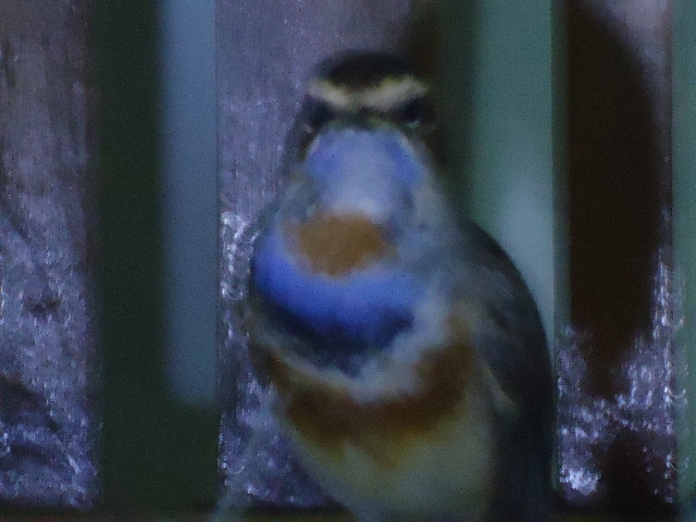 DSC02458.JPG