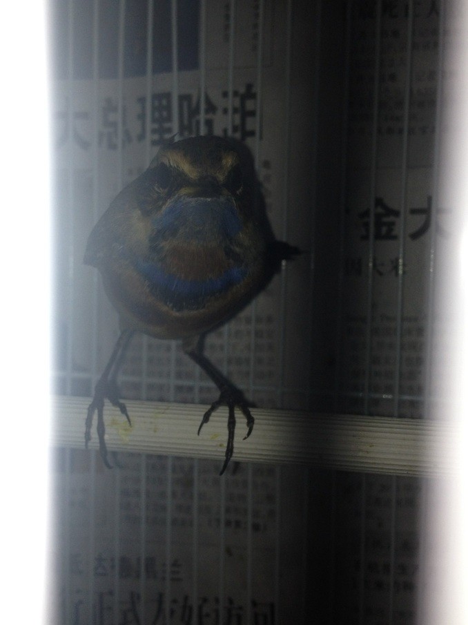 新蓝.jpg