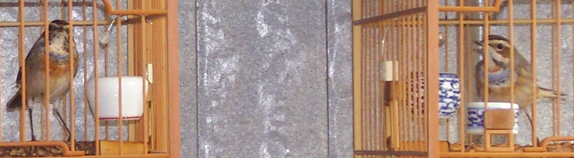 SNB15157.JPG