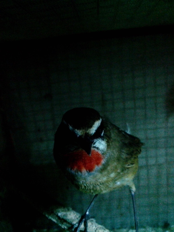IMG_20121003_210533_副本.jpg