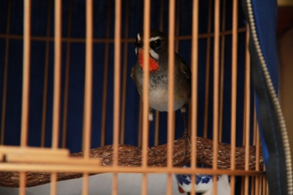 IMG_2223.JPG