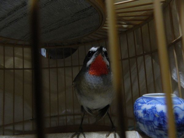 红灯鸟7.jpg