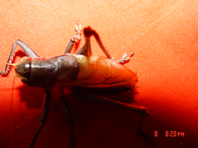 DSC02749.JPG