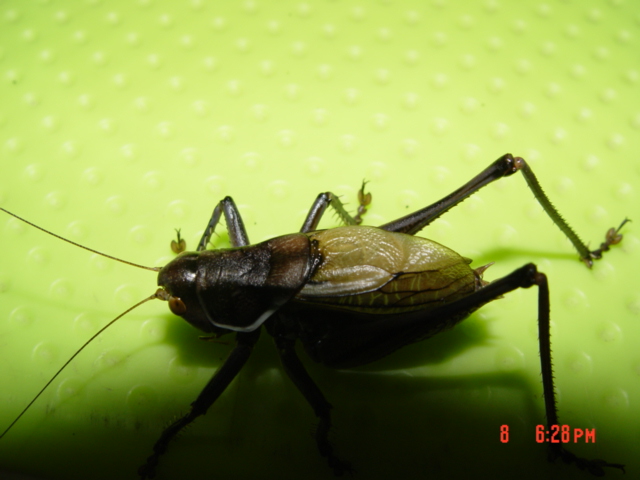 DSC02766.JPG