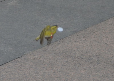 3展翅腾飞_调整大小.jpg