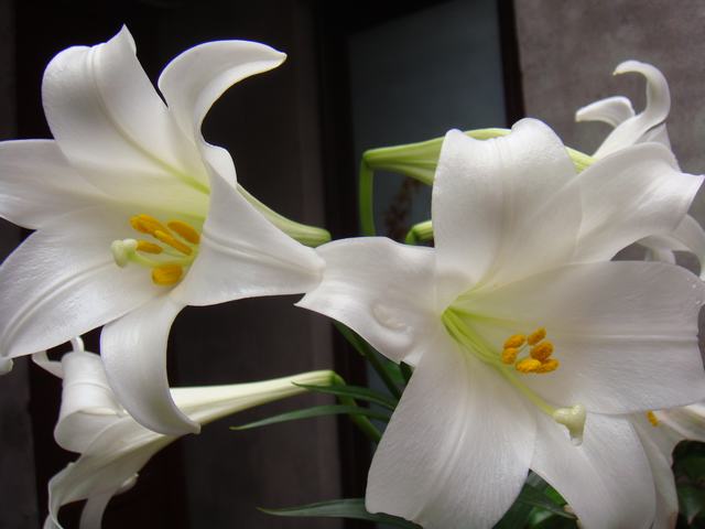 DSC00749.JPG