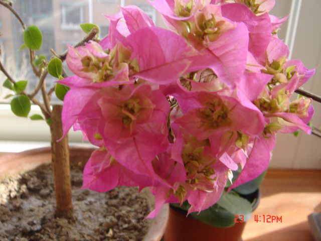 DSC04458三角梅.jpg