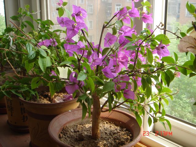 DSC04475安格斯.jpg