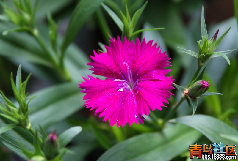 新茶花-shizhu1.jpg