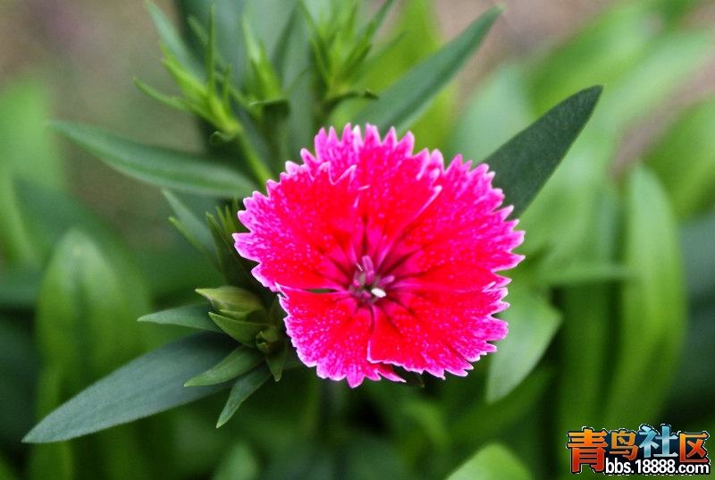 新茶花-shizhu2.jpg