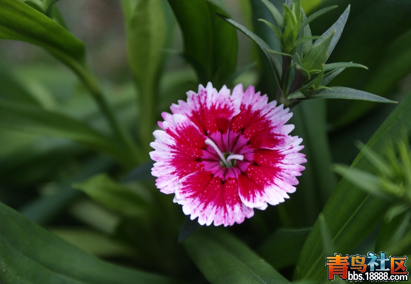 新茶花-shizhu.jpg