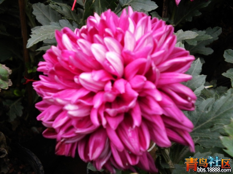 DSCN9230.jpg