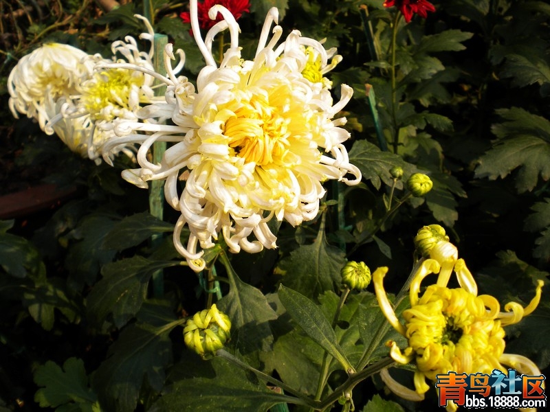 DSCN9197.jpg