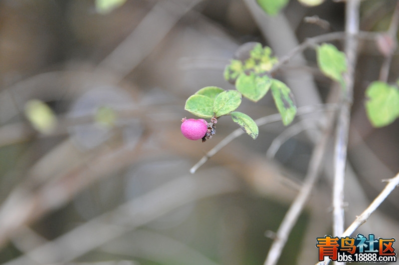 DSC_2584_副本.jpg