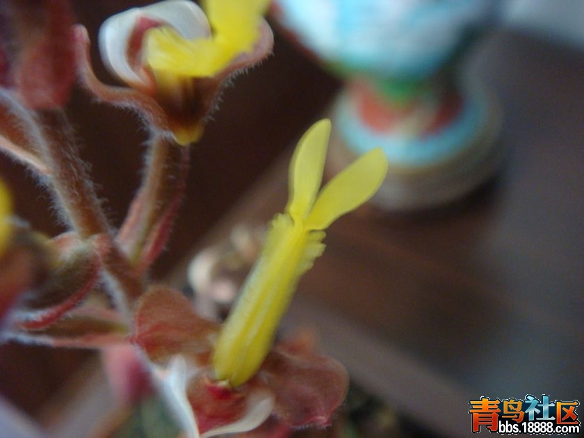 金线莲9.JPG