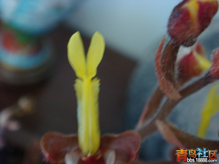 金线莲10.JPG