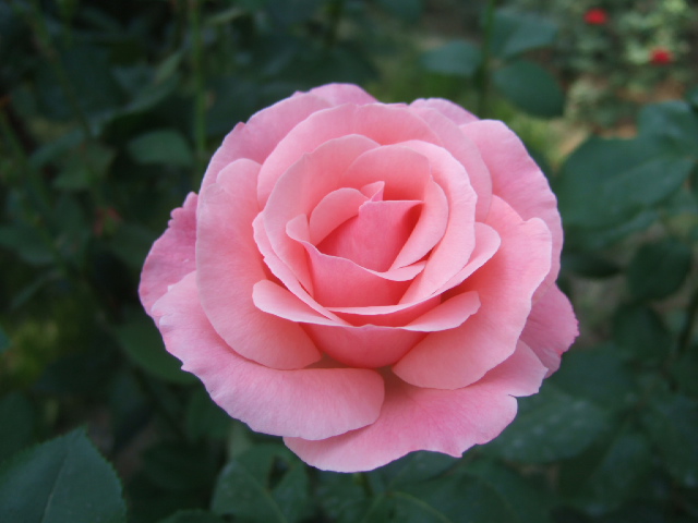 DSCF4397.JPG