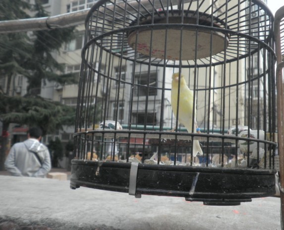 huangniao8.jpg