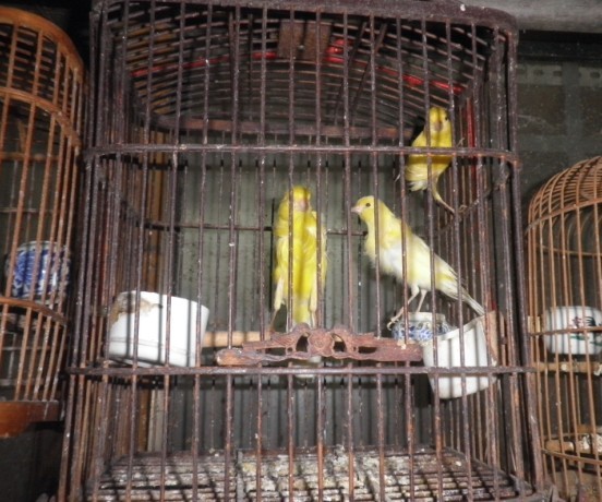 huangjuan15.jpg