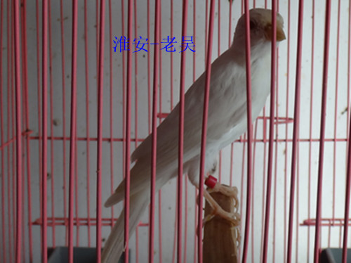 DSC01068_副本.jpg