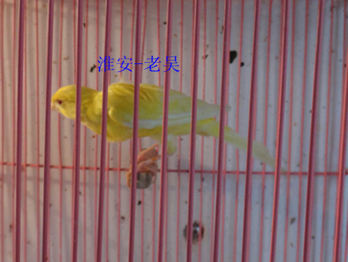 DSC01186_副本.jpg