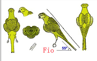 r d fio副本.jpg