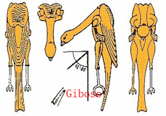 r d gi 18副本.jpg